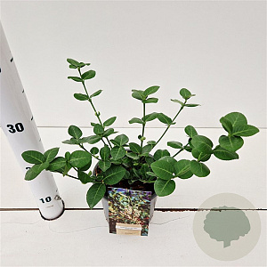 Euonymus fort. 'Vegetus' 20-30 cm C1.5