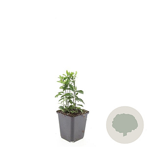 Euonymus jap. 'Green Spire' GM P9