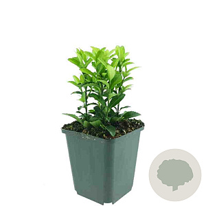 Euonymus jap. 'Green Spire' GM P9