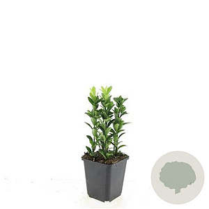 Euonymus jap. 'Green Spire' GM P9