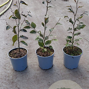 Fagus syl. 'Atropunicea' 40-60 cm 2,5L