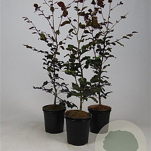 Fagus syl. 'Atropunicea' 40-60 cm 2,5L
