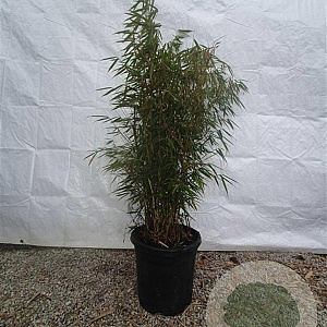 Fargesia robusta 'Campbell' 100-125 cm 15L