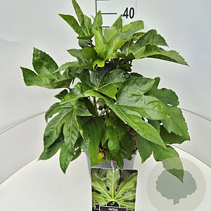 Fatsia japonica 40-50 cm 10L