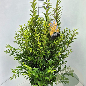 Forsythia int. Minigold 100-120 cm 10L