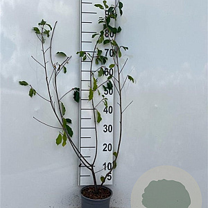 Frangula alnus 80-100 cm 2,0L