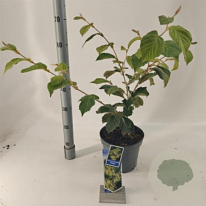 Hamamelis int. 'Pallida' 30-40 cm 5,0L