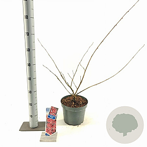 Hamamelis int. 'Rubin' 30-40 cm 5,0L