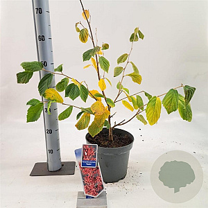 Hamamelis int. 'Rubin' 30-40 cm 5,0L