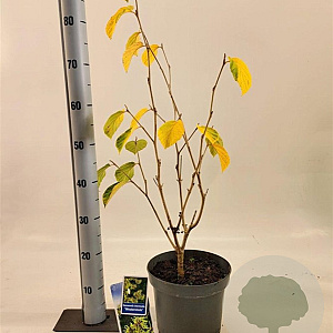 Hamamelis int. 'Westerstede' 30-40 cm 5,0L