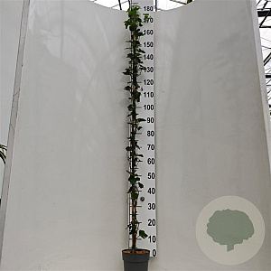 Hedera hibernica 150-175 cm 3,0L met stok