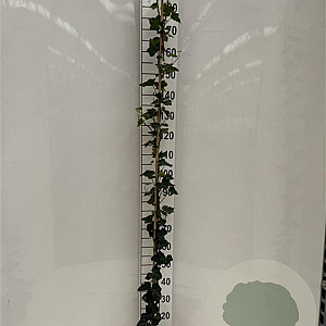 Hedera hibernica 175-200 cm 3,0L met stok