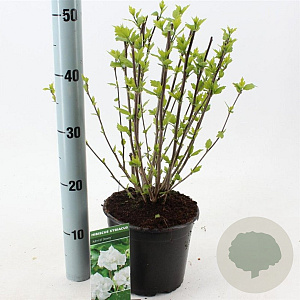 Hibiscus syr. 'Admiral Dewey' 40-50 cm 3,0L