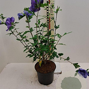 Hibiscus syr. Blue Chiffon 30-40 cm 3,0L