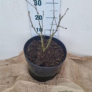 Hibiscus syr. Blue Chiffon 40-60 cm 10L