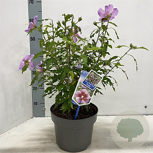 Hibiscus syr. Flower Tower Purple 60-70 cm 5,0L
