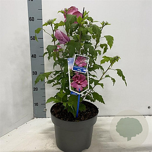 Hibiscus syr. Flower Tower Ruby 60-70 cm 5,0L