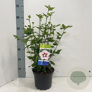 Hibiscus syr. 'Hamabo' 40-50 cm 3,0L