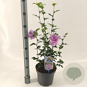 Hibiscus syr. Lavender Chiffon 60-70 cm 5,0L