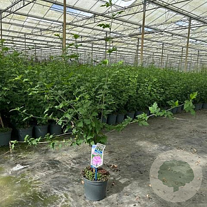 Hibiscus syr. Lavender Chiffon 25 cm stam 5,0L