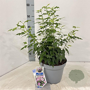 Hibiscus syr. Little Legends Pink 40-45 cm 5,0L