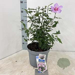 Hibiscus syr. Little Legends Pink 40-45 cm 5,0L