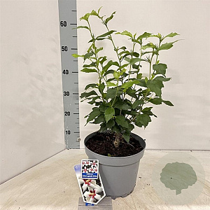 Hibiscus syr. Little Legends White 40-45 cm 5,0L