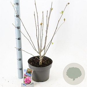 Hibiscus syr. Magenta Chiffon 60-70 cm 5,0L