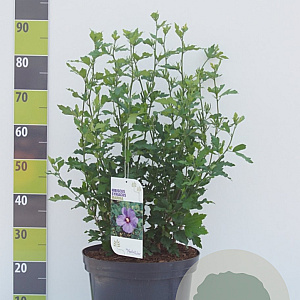 Hibiscus syr. 'Marina' 80-100 cm 12L