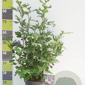 Hibiscus syr. 'Marina' 80-100 cm 12L