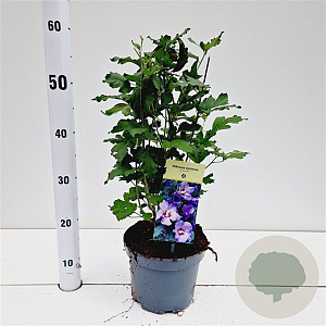 Hibiscus syr. 'Oiseau Bleu' 40-50 cm 3,0L