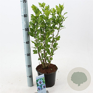 Hibiscus syr. 'Oiseau Bleu' 40-50 cm 3,0L