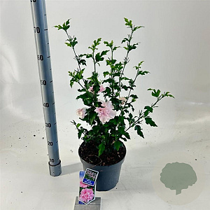 Hibiscus syr. Pink Chiffon 60-70 cm 5,0L