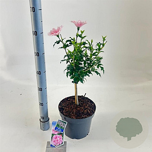 Hibiscus syr. Pink Chiffon 25 cm stam 5,0L