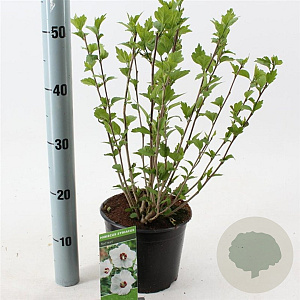 Hibiscus syr. 'Red Heart' 40-50 cm 3,0L