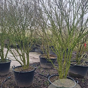 Hibiscus syr. 'Red Heart' 200-250 cm cont. 130L solitair