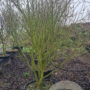 Hibiscus syr. 'Red Heart' 200-250 cm cont. 130L solitair
