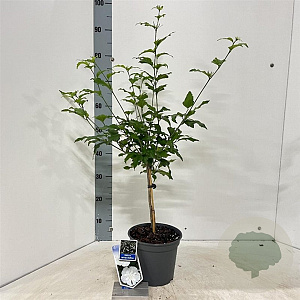 Hibiscus syr. White Chiffon 25 cm stam 5,0L