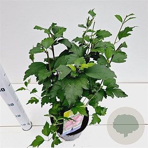 Hibiscus syr. 'Woodbridge' 40-50 cm 3,0L