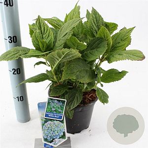 Hydrangea m. 'Nikko Blue' 10-15 cm 2,0L
