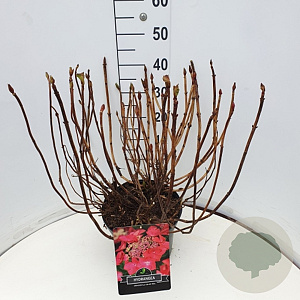 Hydrangea m. 'Rotkehlchen' 40-50 cm 10L