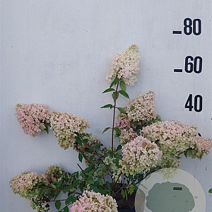 Hydrangea pan. 'Grandiflora' 40-50 cm 10L