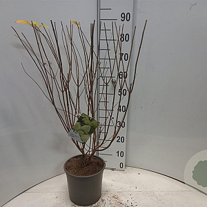 Hydrangea pan. 'Limelight' 30-40 cm 5,0L