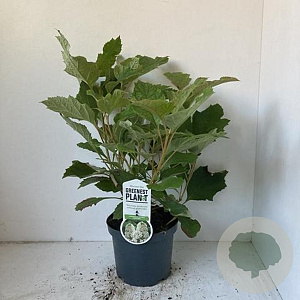 Hydrangea querc. 'Snowflake' 30-40 cm 3,0L