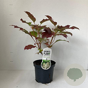 Hydrangea querc. 'Snowflake' 30-40 cm 3,0L