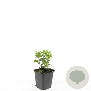 Hypericum calycinum GM P9