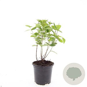 Hypericum i. Magical Beauty GM C1.3