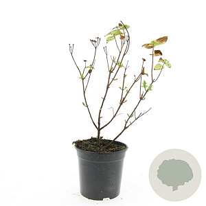 Hypericum i. Magical Beauty GM C1.3