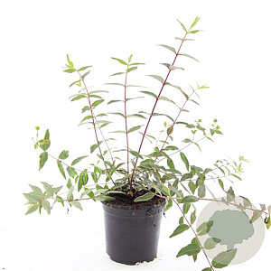 Hypericum moser. 'Tricolor' GM C1.3