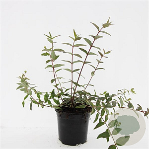 Hypericum moser. 'Tricolor' GM C1.3